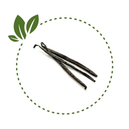 Wanilia laska Madagaskar 16-18cm 5szt