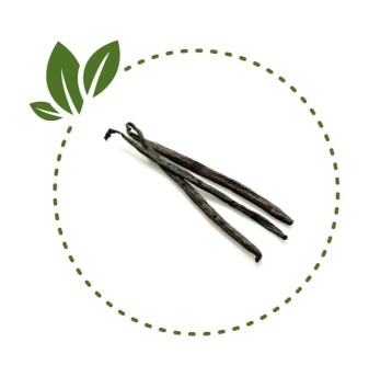 Wanilia laska Madagaskar 16-18cm 1 szt